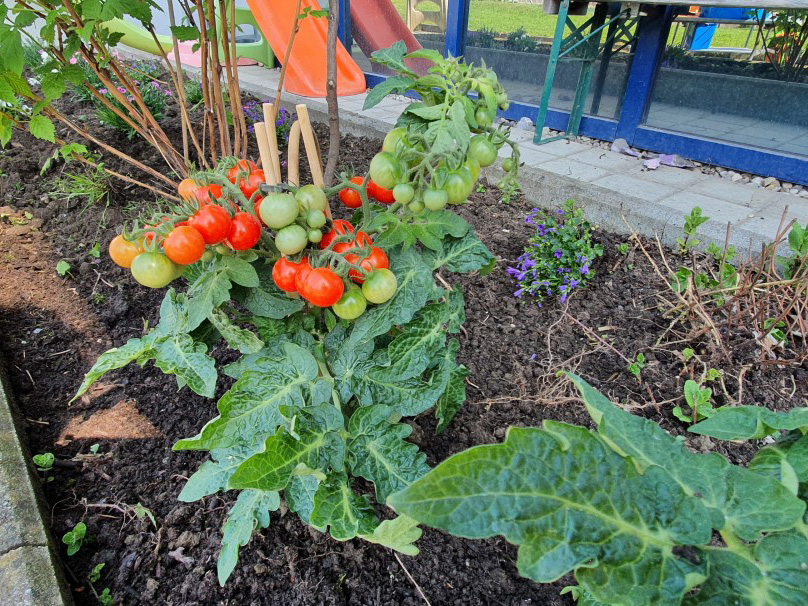 In unserem Garten sind die Tomaten bereit zur Ernte - Kinderkrippe Stärnschnuppe Kriens