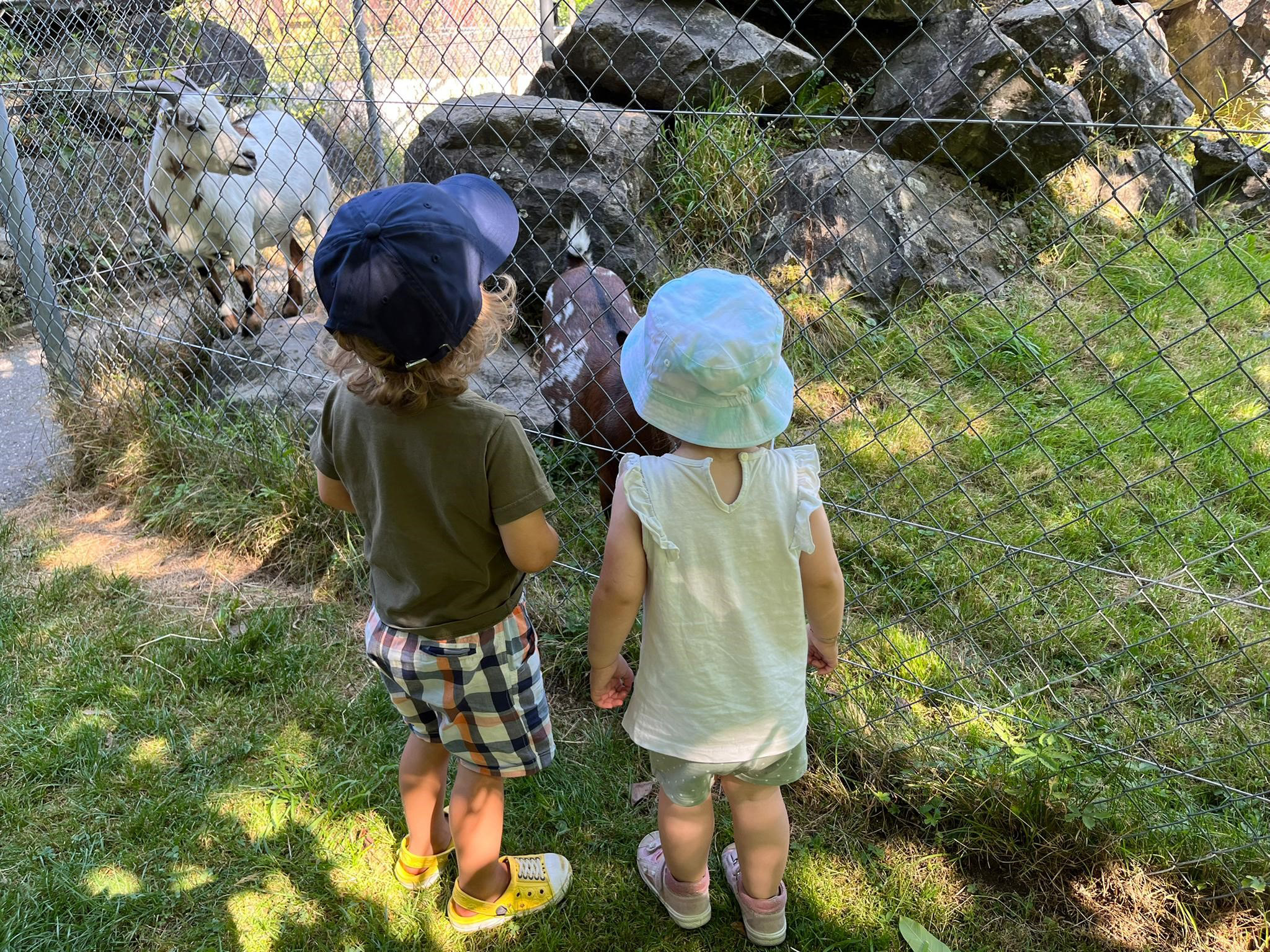 Die Tiere im Zunacher besuchen - Kinderkrippe Stärnschnuppe Kriens