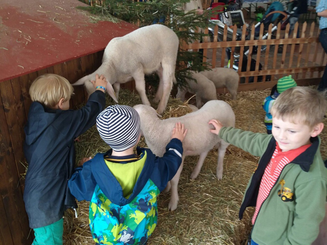 Kinder streicheln Schafen an der Luga auf einem Ausflug mit der Kinderkrippe Stärnschnuppe