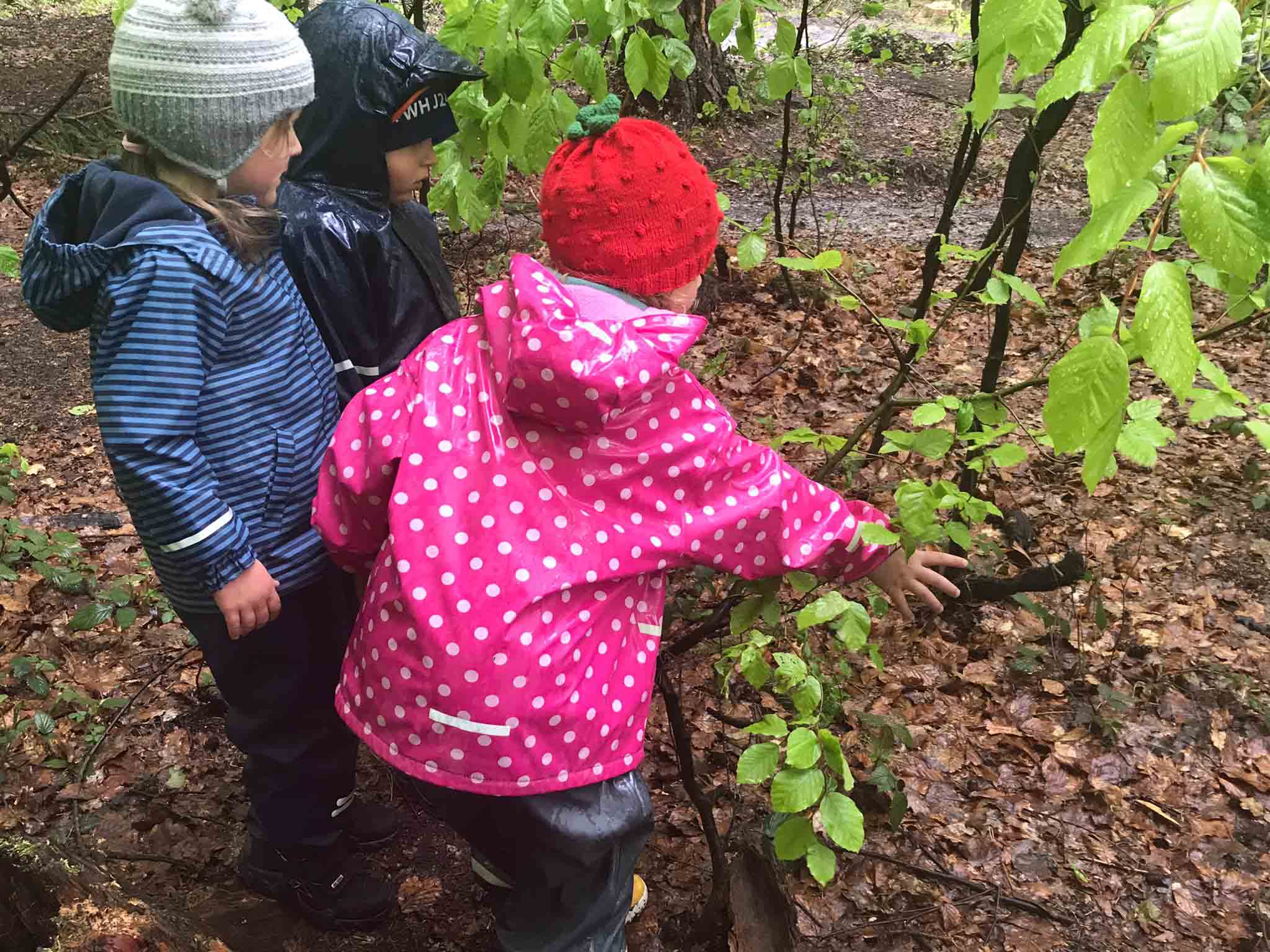Kinder erforschen die Blätter im Wald in der Waldgruppe der Kinderkrippe Stärnschnuppe
